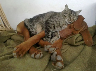 Illustration de l'article : 16 photos montrant que l’amitié entre chiens et chats peut être fusionnelle