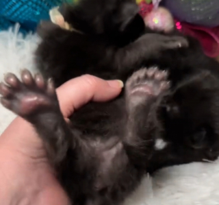 Illustration de l'article : La surprise est de taille pour les propriétaires d'une portée de chatons Maine Coon tous nés avec des attributs en plus (vidéo) 