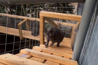 Illustration de l'article : Pour le bonheur de ses 11 chats, une famille construit une impressionnante installation dans son jardin (vidéo)