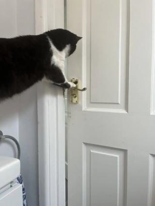 Illustration de l'article : En prenant en charge un adorable chat noir et blanc, une famille d’accueil ne s’attendait pas à devoir affronter un tel chaos