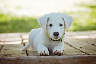 Illustration de l'article : 6 raisons qui poussent votre chien à vous regarder de manière fixe 