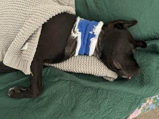 Illustration de l'article : Sauvée d'un destin tragique, une petite Pitbull se bat pour survivre à une grave malformation cardiaque