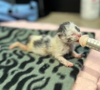 Illustration de l'article : La résilience hors normes d'une portée de chatons prématurés, le corps meurtri par le froid et livrés à eux-mêmes sur un quai de chargement