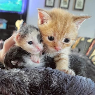 Illustration de l'article : La résilience hors normes d'une portée de chatons prématurés, le corps meurtri par le froid et livrés à eux-mêmes sur un quai de chargement