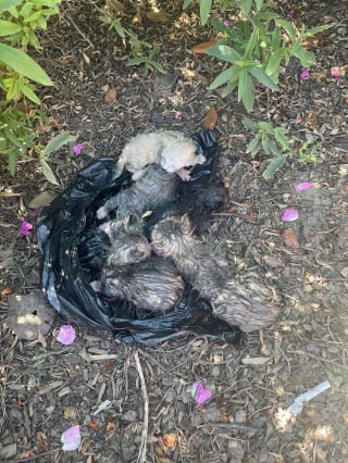 Illustration de l'article : Une association se démène pour sauver 5 chatons abandonnés dans un sac plastique jeté dans un champ (vidéo)