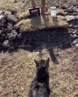 Illustration de l'article : Endeuillé par la perte de sa meilleure amie, ce chat rend une touchante visite à sa tombe (vidéo)