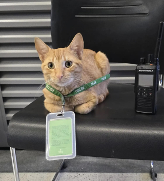 Illustration de l'article : Ce chat passant ses journées à la station de métro prend sa mission de supervision du personnel très au sérieux