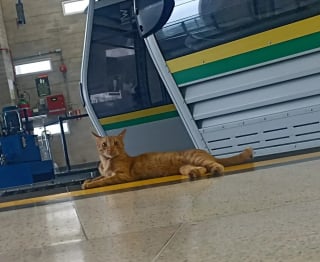 Illustration de l'article : Ce chat passant ses journées à la station de métro prend sa mission de supervision du personnel très au sérieux