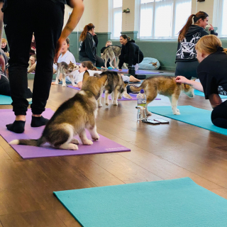 Illustration de l'article : Un couple amoureux des chiens organise des séances de yoga hors du commun (vidéo)