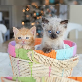 Illustration de l'article : Ces 2 chatons trouvés dans une boîte en carton ont les plus adorables des nounous dans leur famille d’accueil (vidéo)