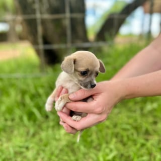 Illustration de l'article : Victimes d’un acte jugé indéfendable par un refuge, une maman Carlin et sa portée de 8 chiots espèrent l’aide d’anges gardiens bienveillants