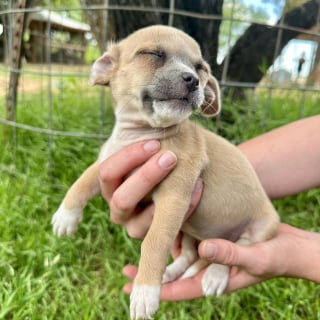 Illustration de l'article : Victimes d’un acte jugé indéfendable par un refuge, une maman Carlin et sa portée de 8 chiots espèrent l’aide d’anges gardiens bienveillants