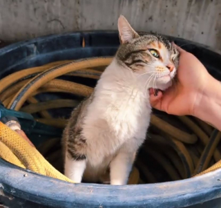 Illustration de l'article : Un couple découvre avec stupeur qu’une chatte errante a élu domicile dans sa serre et qu’elle n’est pas seule (vidéo)