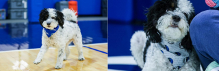 Illustration de l'article : L'émouvant hommage posthume rendu au premier chien de soutien émotionnel de l'équipe de basket professionnelle des Dallas Mavericks en NBA