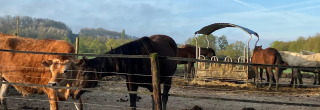 Illustration de l'article : La SPA fête le 10e anniversaire de son Grand Refuge, havre de paix pour les chevaux et les animaux de ferme