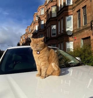 Illustration de l'article : Considéré comme une attraction touristique de sa ville, ce chat roux est maintenant signalé sur Google Maps