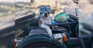Illustration de l'article : Passionnée de moto comme son maître, cette chienne l’accompagne en side-car dans toutes ses aventures