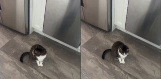 Illustration de l'article : La réaction déchirante d'une chatte comprenant qu'elle ne prendra plus le petit déjeuner avec sa soeur disparue la veille (vidéo)