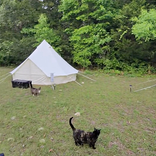 Illustration de l'article : Dans ce camping insolite, les vacanciers partagent leur tente avec des chats qu’ils peuvent adopter après leur séjour (vidéo)