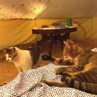 Illustration de l'article : Dans ce camping insolite, les vacanciers partagent leur tente avec des chats qu’ils peuvent adopter après leur séjour (vidéo)