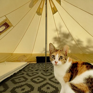 Illustration de l'article : Dans ce camping insolite, les vacanciers partagent leur tente avec des chats qu’ils peuvent adopter après leur séjour (vidéo)