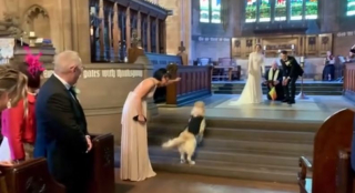 Illustration de l'article : Chargé d’une mission spéciale lors du mariage de ses maîtres, ce Golden Retriever enthousiaste vole la vedette aux futurs époux (vidéo)