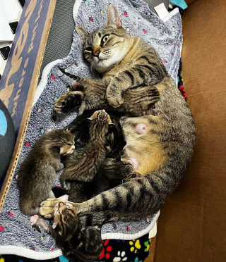 Illustration de l'article : Une chatte errante sur le point de mettre bas est sauvée à temps avant l'arrivée d'un ouragan 