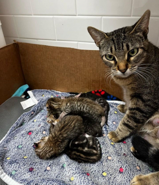 Illustration de l'article : Une chatte errante sur le point de mettre bas est sauvée à temps avant l'arrivée d'un ouragan 