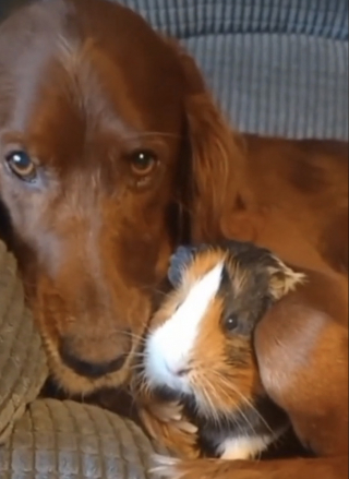 Illustration de l'article : L’adorable comportement d’un Setter Irlandais qui s’occupe de 5 Cochons d’Inde comme s'ils étaient ses petits (vidéo)