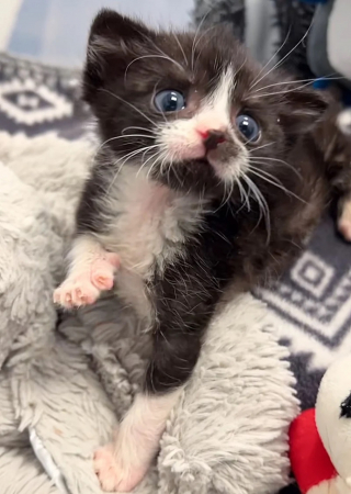 Illustration de l'article : Barry le chaton surmonte l'errance et la vulnérabilité pour devenir un jeune félin courageux et plein d'énergie