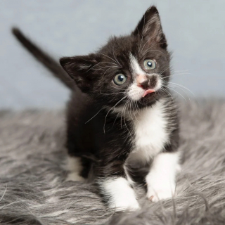 Illustration de l'article : Barry le chaton surmonte l'errance et la vulnérabilité pour devenir un jeune félin courageux et plein d'énergie