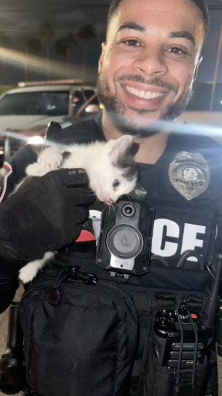 Illustration de l'article : Un policier découvre et sauve un chaton abandonné grâce à des miaulements entendus lors d'un contrôle routier nocturne