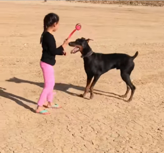 Illustration de l'article : Une émouvante vidéo compile les merveilleux moments de complicité partagés par une fille et son chien Dobermann ayant grandi ensemble