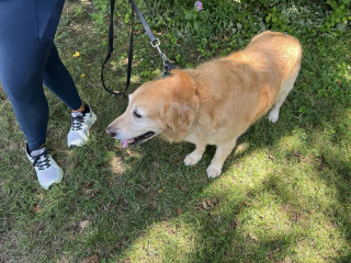 Illustration de l'article : Un homme se blesse en faisant une lourde chute, son chien passe en mode "Lassie" et prévient les voisins tout en veillant sur lui