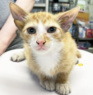 Illustration de l'article : Un chaton né avec 4 oreilles est sauvé après avoir été abandonné dans une boîte et fait sensation sur Internet (vidéo)