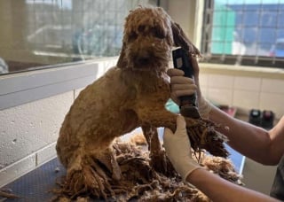 Illustration de l'article : Une association vient au secours de 250 Labradoodles victimes de négligences dans une ferme à chiots