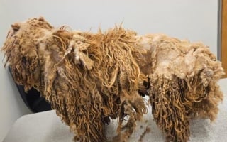 Illustration de l'article : Une association vient au secours de 250 Labradoodles victimes de négligences dans une ferme à chiots