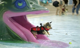 Illustration de l'article : Profitant d’un évènement spécial, des dizaines de chiens ont pu s’amuser avec leurs maîtres dans la piscine d’un parc aquatique (vidéo)