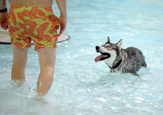 Illustration de l'article : Profitant d’un évènement spécial, des dizaines de chiens ont pu s’amuser avec leurs maîtres dans la piscine d’un parc aquatique (vidéo)