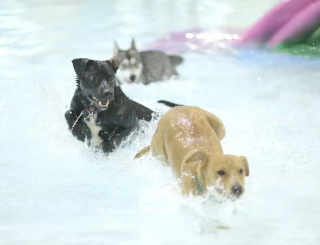 Illustration de l'article : Profitant d’un évènement spécial, des dizaines de chiens ont pu s’amuser avec leurs maîtres dans la piscine d’un parc aquatique (vidéo)