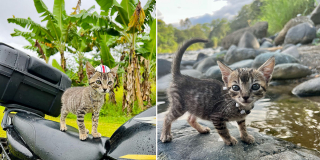 Illustration de l'article : Trouvé au bord d’une rivière, ce chaton errant devient le plus mignon des compagnons de voyage pour une jeune aventurière (vidéo)