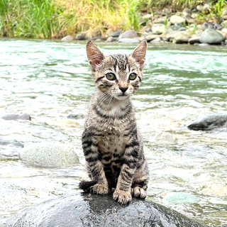 Illustration de l'article : Trouvé au bord d’une rivière, ce chaton errant devient le plus mignon des compagnons de voyage pour une jeune aventurière (vidéo)