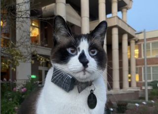 Illustration de l'article : Mascotte officieuse d’un campus universitaire et célébrité locale, ce chat donne le sourire à tous les étudiants