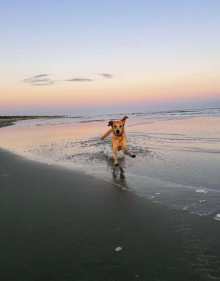 Illustration de l'article : Une Golden Retriever héroïque sauve un autre chien d’une attaque de coyote sur une plage