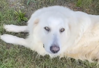 Illustration de l'article : Un mystérieux chien errant choisit son foyer en s’invitant chez une femme avant de finalement repartir à l’aventure (vidéo)