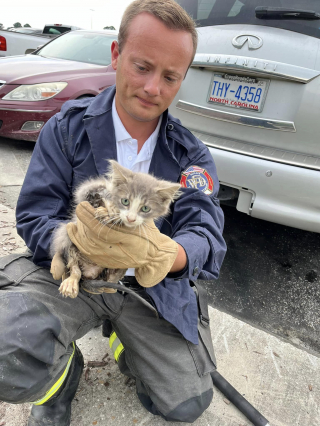 Illustration de l'article : Un chaton tombé dans un égout se fait adopter par une passante à la suite de son sauvetage