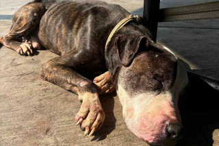 Illustration de l'article : Abandonné dans un parc à l'âge de 17 ans et attaché à une table de pique-nique, ce vieux chien espère retrouver l'amour