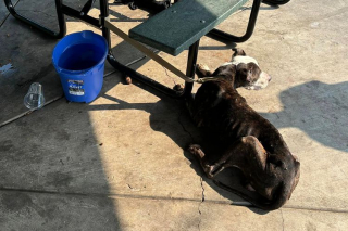 Illustration de l'article : Abandonné dans un parc à l'âge de 17 ans et attaché à une table de pique-nique, ce vieux chien espère retrouver l'amour