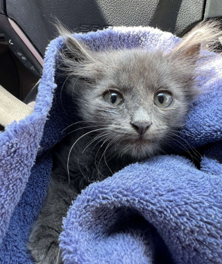 Illustration de l'article : Un chaton de 4 semaines trouvé au fond d'un jardin se montre très affectueux envers ses bienfaiteurs et réclame constamment des câlins 