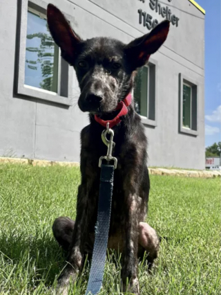 Illustration de l'article : Une jeune chienne trouvée seule sous un porche, affamée et atteinte de la gale commence un nouveau chapitre de sa vie rempli d'espoir